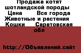 Продажа котят шотландской породы › Цена ­ - - Все города Животные и растения » Кошки   . Саратовская обл.
